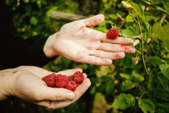 beeren-ernten