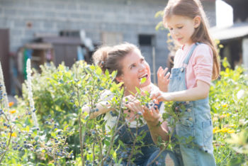 Wann Beeren ernten? - Wissenswertes zur Erntezeit