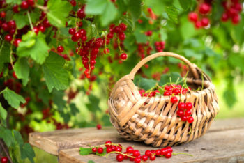 Erntezeit Von Johannisbeeren Wann Ist Es So Weit