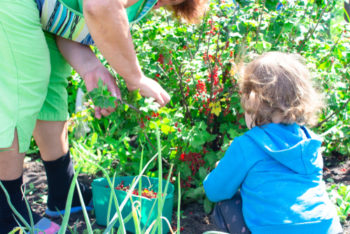 Johannisbeeren Ernten Wann Und Wie Wird S Gemacht