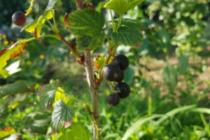 Johannisbeeren als Hochstamm schneiden – so klappt es