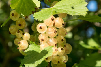 johannisbeeren-sorten