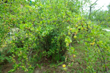 Stachelbeeren Umpflanzen So Setzen Sie Die Straucher Um