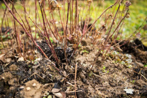 Brombeeren düngen – so geht es richtig