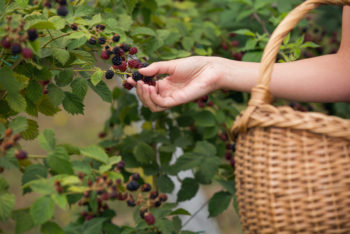 brombeeren-erntezeit