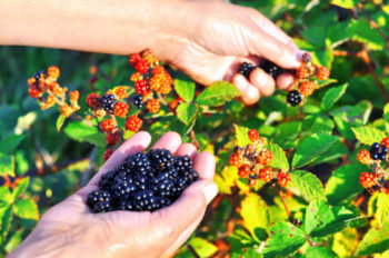 brombeeren-pfluecken