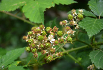 brombeeren-reifen-nicht
