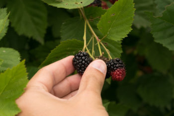 brombeeren-sammeln