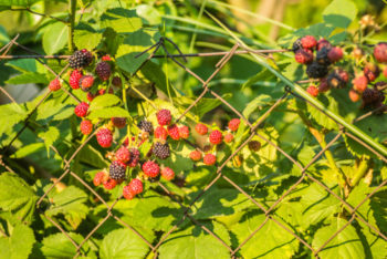 brombeeren-standort