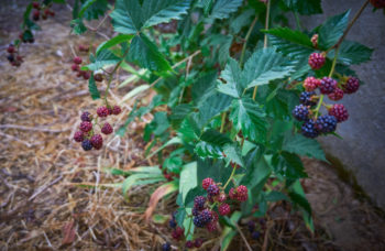 brombeeren-umpflanzen