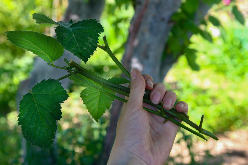 Brombeeren entfernen So werden Sie die hartnäckigen Sträucher los
