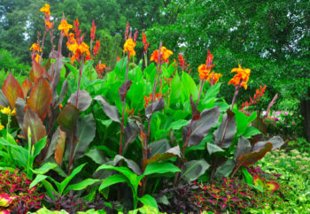 canna-auspflanzen