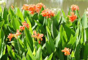 Canna düngen So Sie das Blumenrohr mit Nährstoffen