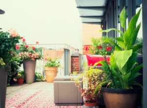 Canna im Kübel ziehen So gelingt die Topfkultur beim Blumenrohr