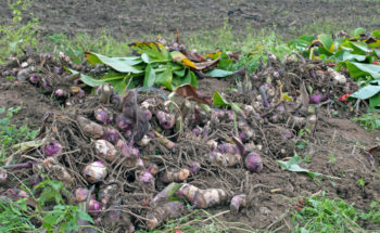 CannaKnollen überwintern So kommt das Blumenrohr durch die Kälte