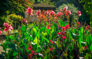 Canna pflegen Diese Maßnahmen halten das Blumenrohr gesund