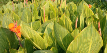 Canna pflegen Diese Maßnahmen halten das Blumenrohr gesund