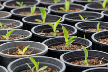 Canna säen So ziehen Sie neues Blumenrohr aus Samen
