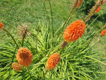 Fackellilie Schneiden Wann Und Wie Ist Das Ratsam Raketenblume