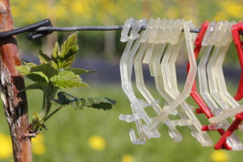 Himbeere Anbinden So Geben Sie Den Sussen Beeren Halt