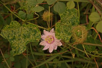 passionsblume-krankheiten