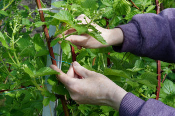 rankhilfe-fuer-brombeeren