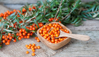 Sanddorn ernten So pflücken Sie die leuchtenden Beeren