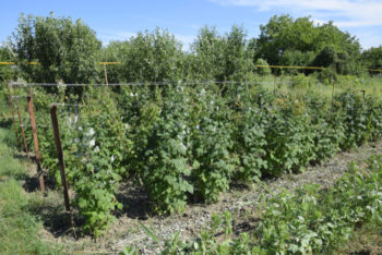 Spalier Fur Himbeeren So Helfen Sie Den Himbeeren Beim Ranken