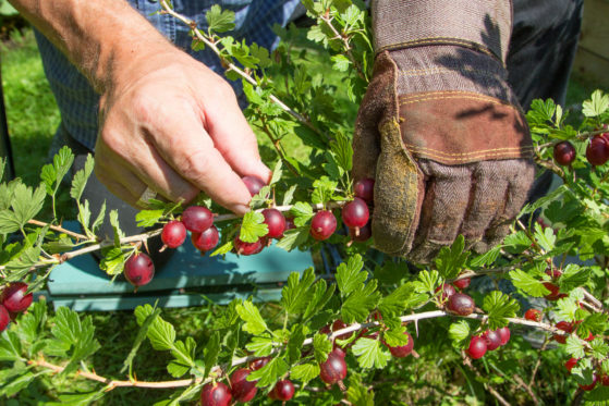 Stachelbeeren düngen So Sie die Beeren mit Nährstoffen