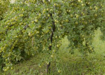 Stachelbeeren Als Hochstamm Schneiden So Gelingt S