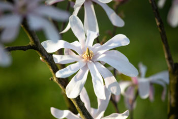 sternmagnolie