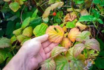 himbeeren-krankheiten