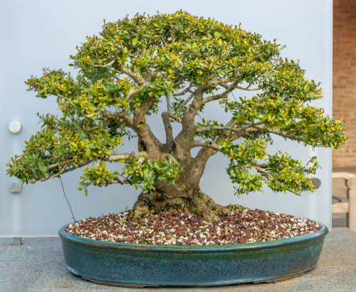 japanische-stechpalme-bonsai