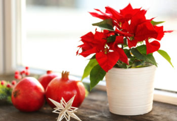 weihnachtsstern-ueberwintern