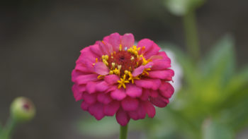 zinnien-aussaeen