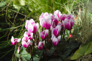 Alpenveilchen So Gedeiht Es Auch Im Garten Hervorragend