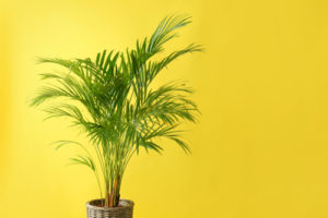Ist die Bergpalme giftig?