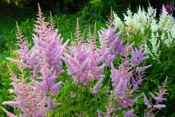 astilbe-standort