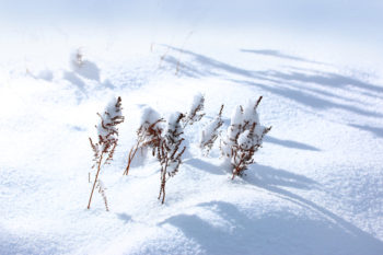 astilben-winterhart