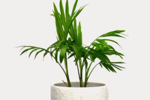 Eine Bergpalme als Zimmerpflanze