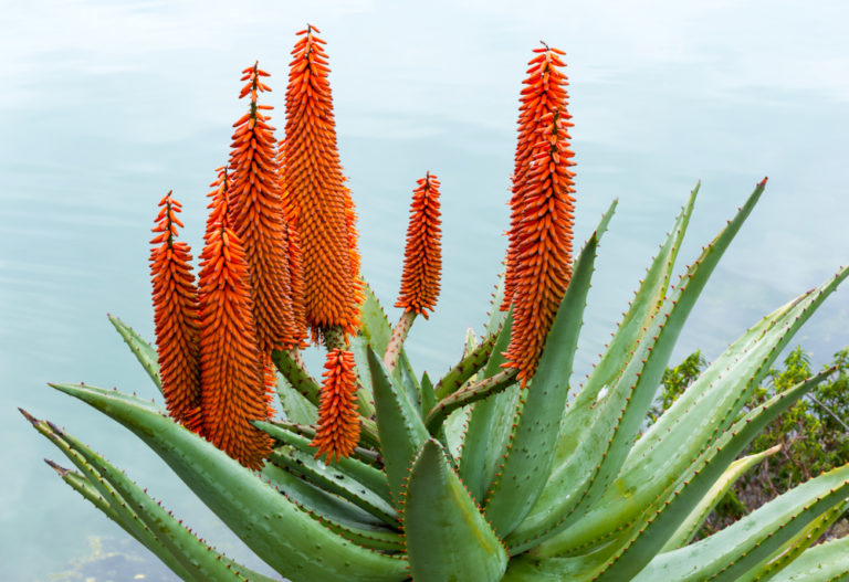 Aloe Vera Diese Arten haben besondere Eigenschaften