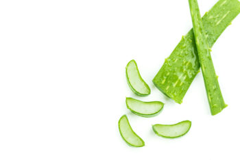 aloe-vera-ableger