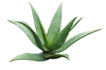 aloe-vera-aehnliche-pflanze