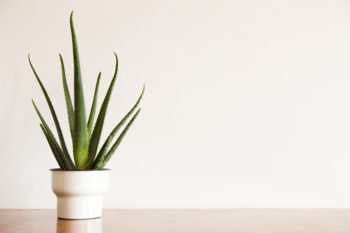 aloe-vera-agave