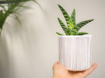 aloe-vera-arten
