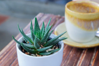 aloe-vera-balkon