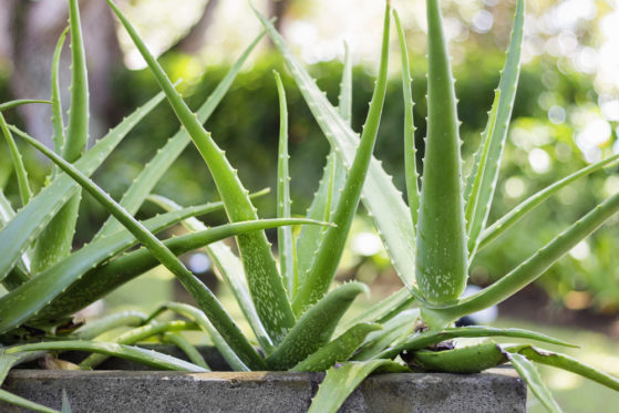 Aloe Vera - Eignet sich diese Pflanze auch für draußen?
