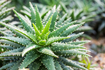 Aloe Vera Ist sie giftig oder kann man bedenkenlos sein?