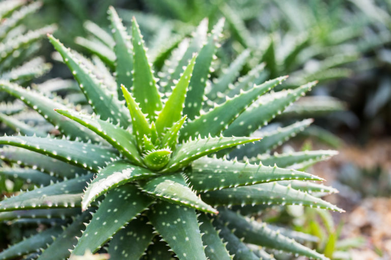 Aloe Vera Giftig Für Blutgruppe 0 Aloe Vera - Ist sie giftig oder kann man bedenkenlos sein?