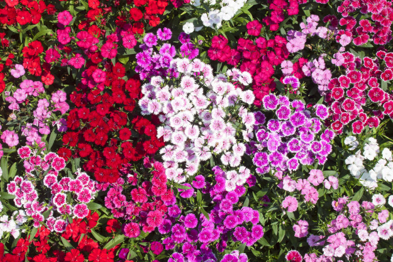 Bartnelke - Sweet William Double Mix - Nelke - Dianthus Barbatus - 1000